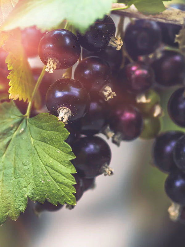 Cassis Fruit 黑醋栗