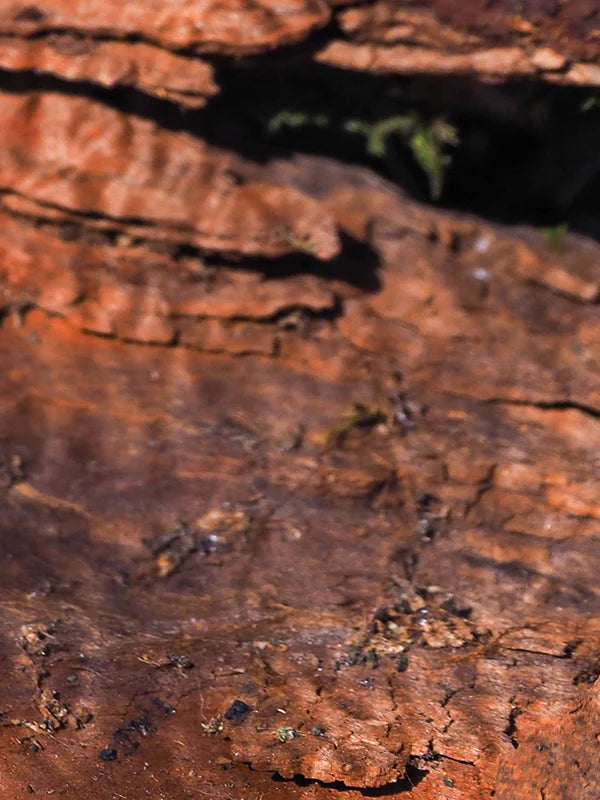 Sandlewood 檀香木