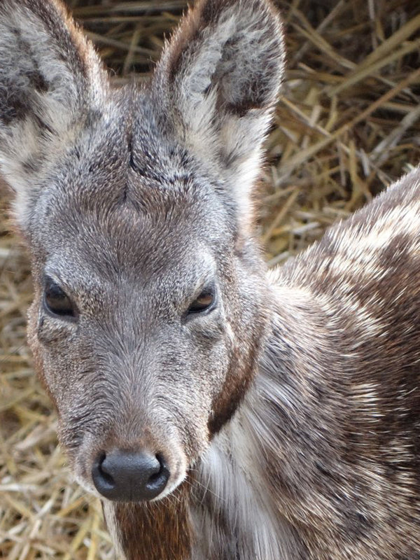 White Musk 白麝香