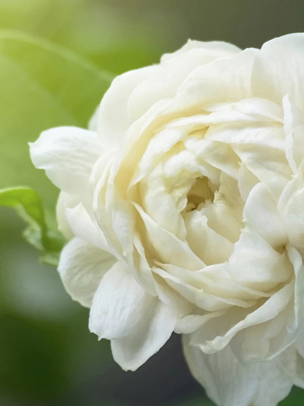 Sampaquita 星瓣茉莉