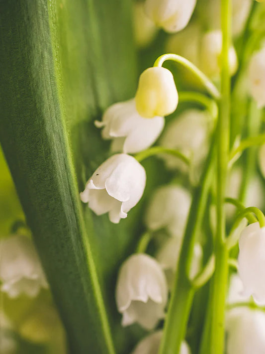 Muguet 鈴蘭
