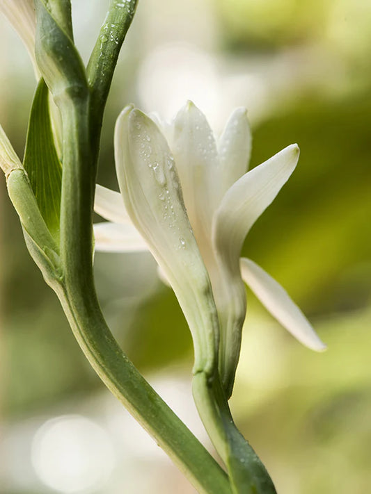 Tuberose 晚香玉