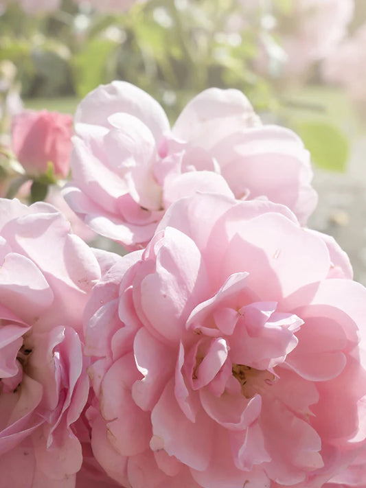 Rose de mai 五月玫瑰