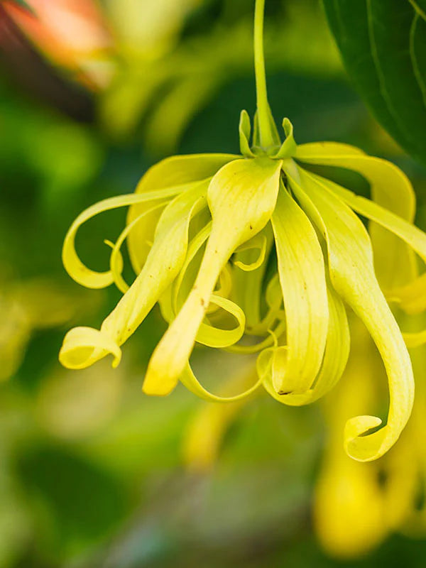 Ylang Ylang 依蘭依蘭