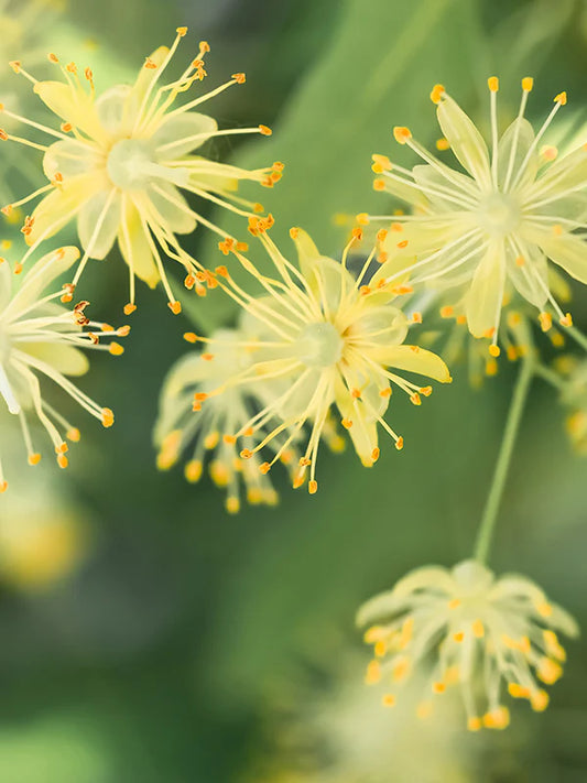 Linden Blossom 菩提花