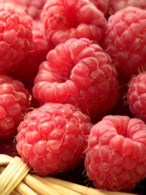 Raspberry 覆盆子