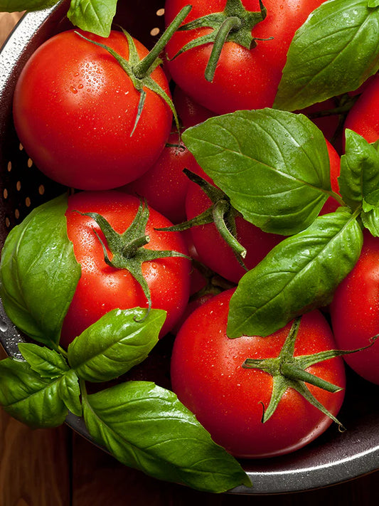 Tomato Leaf 蕃茄葉