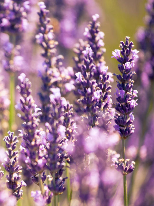 Lavander 薰衣草