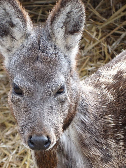 White Musk 白麝香