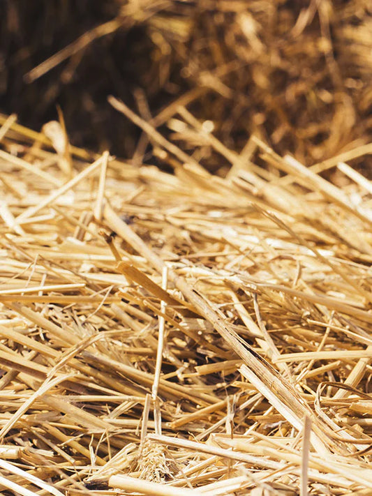 Hay 乾草