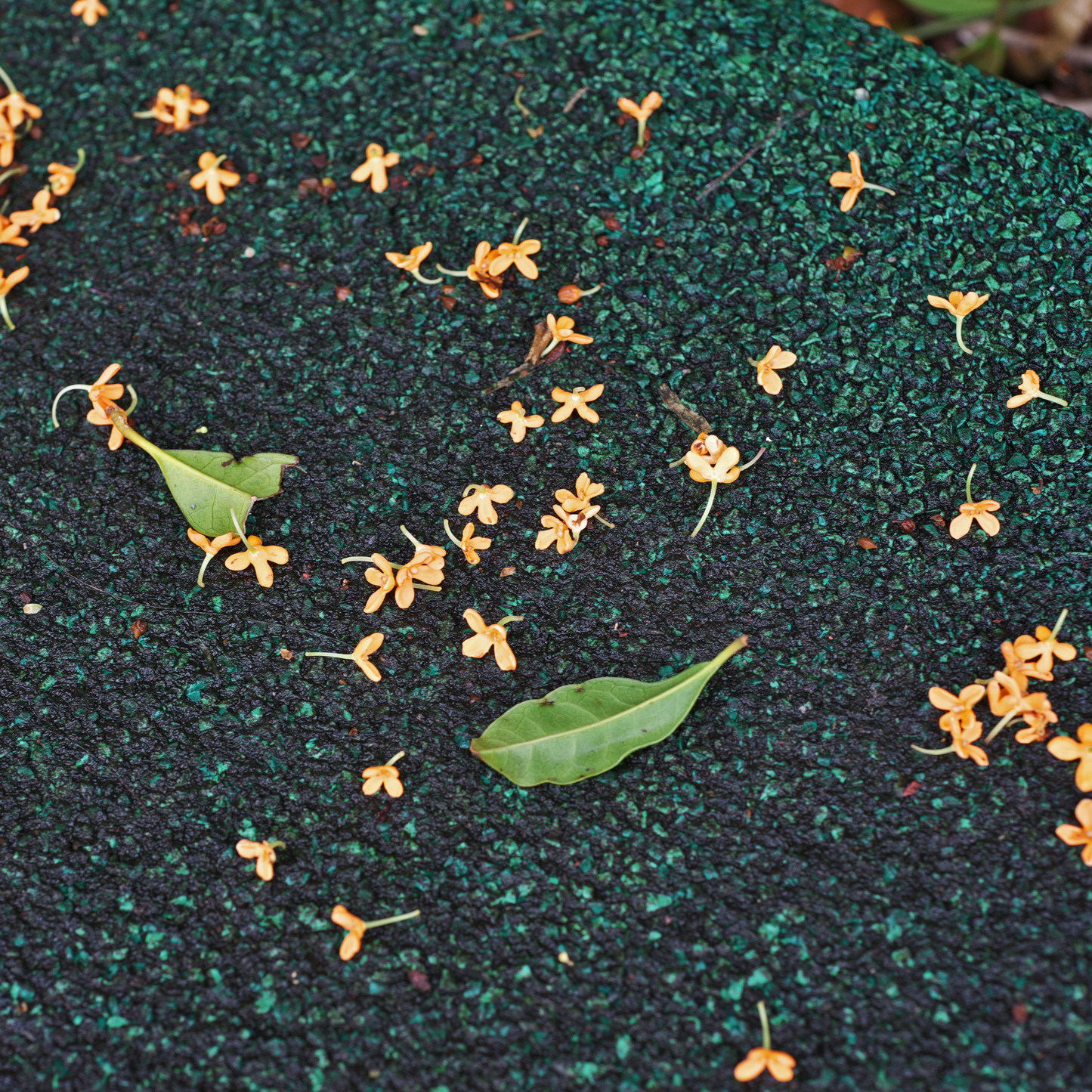 Hunigsēaþod Blōstm 蜜漬桂花